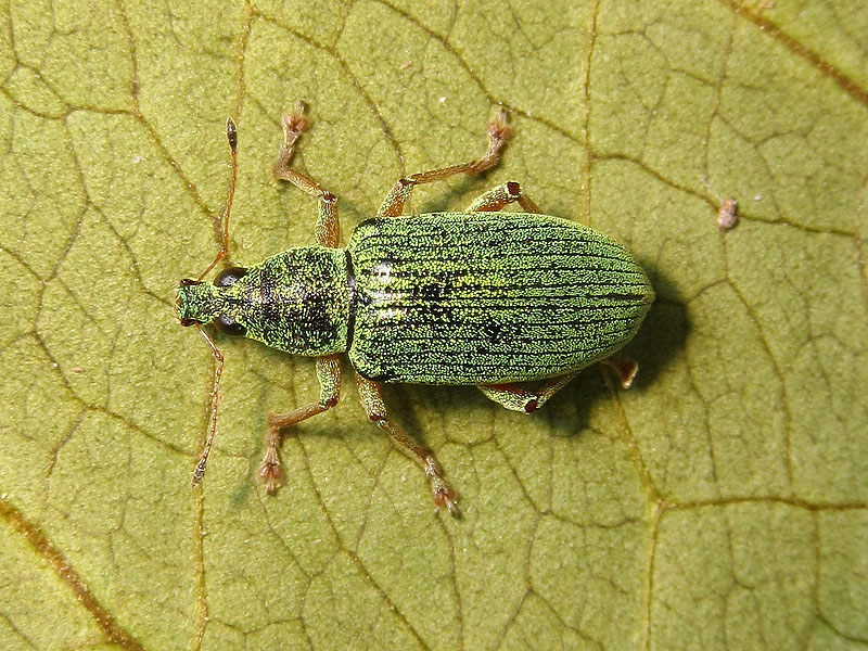 Curculionidae: Phyllobius betulinus ? No, Polydrusus formosus